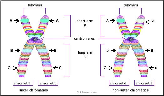 chromosome characteristics