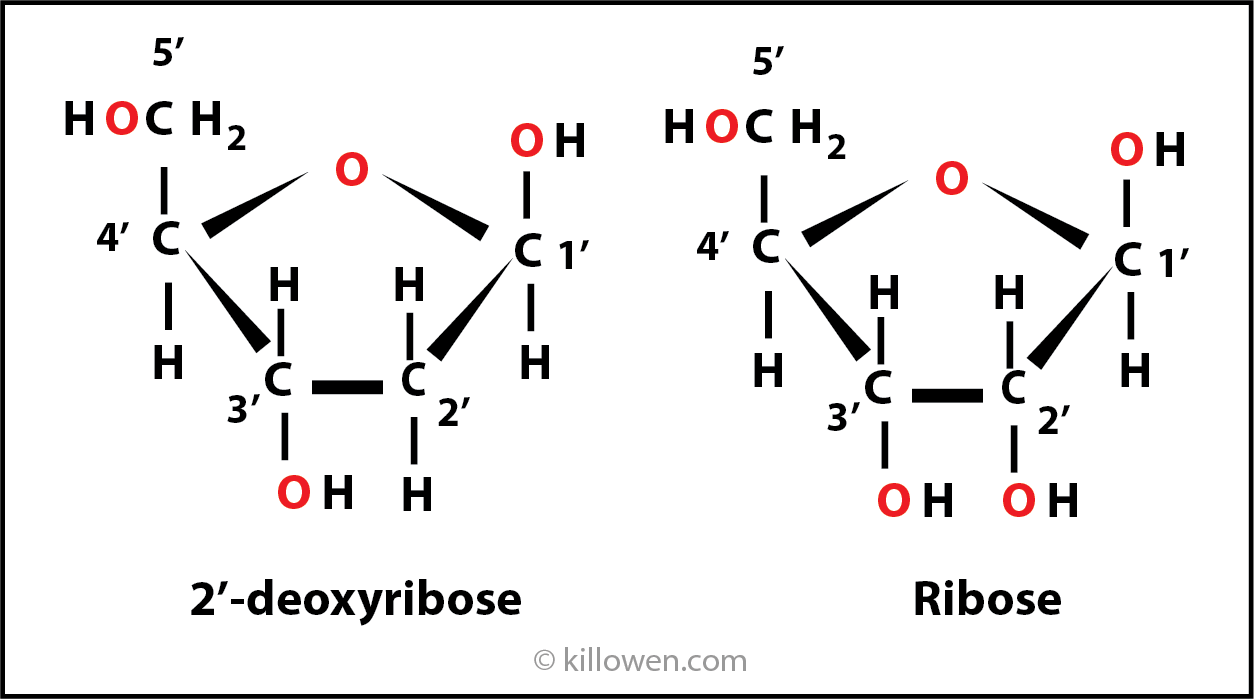 2'-deoxyribose ribose structures