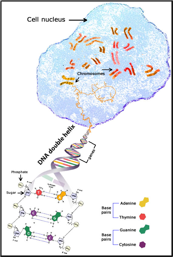 cell nucleus-chromosome-DNA-gene relationship