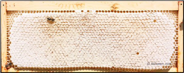 black bee honey frame