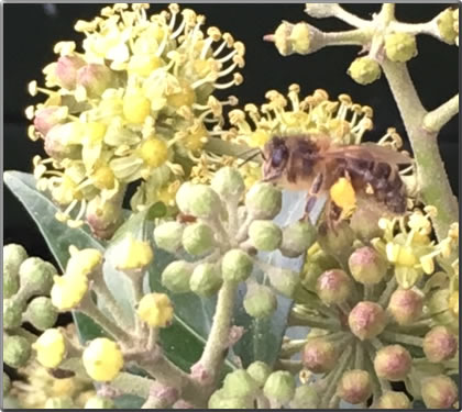 ivy pollen