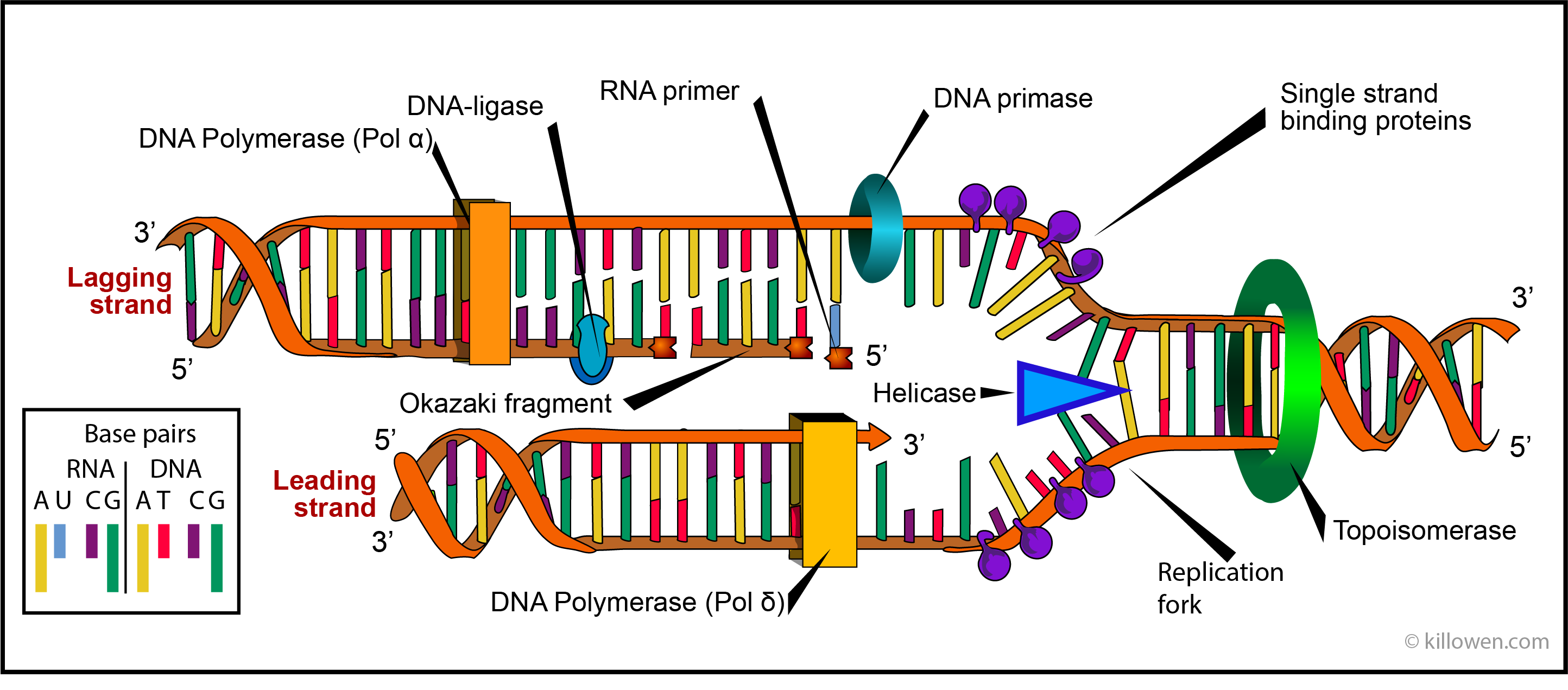 dna-replication-topoisomerase-function