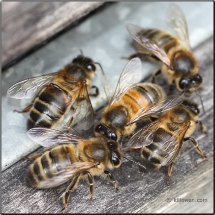 drone honey bee mating